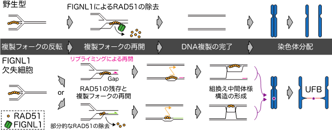 染色体を安定維持するRAD51が、逆に染色体異常を招く機構を発見　染色体の不安定化が原因のがんを防ぐ仕組みの解明に期待