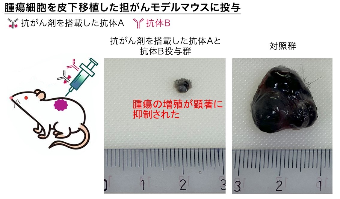 がん細胞に薬剤を高効率に取り込ませる新たな手法を発見　抗がん剤を効果的に送り込む「薬物送達ベクター」の開発応用に期待