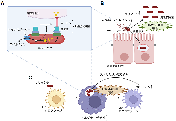病原細菌サルモネラは宿主ポリアミンを利用し、病原因子III型分泌装置を構築することにより、感染する　&mdash; ポリアミンの制御は、細菌感染を抑制する可能性を発見 &mdash;