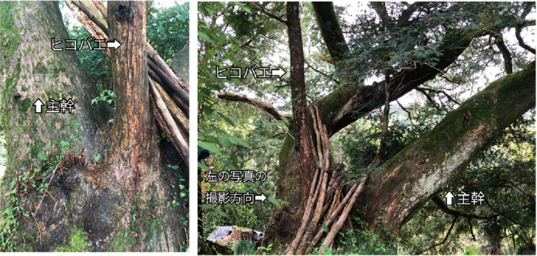 世界遺産高野山麓にある樹齢400年のカヤの樹に接木の痕跡を発見　当時の人々の交流や生活を推察する一端となる研究成果