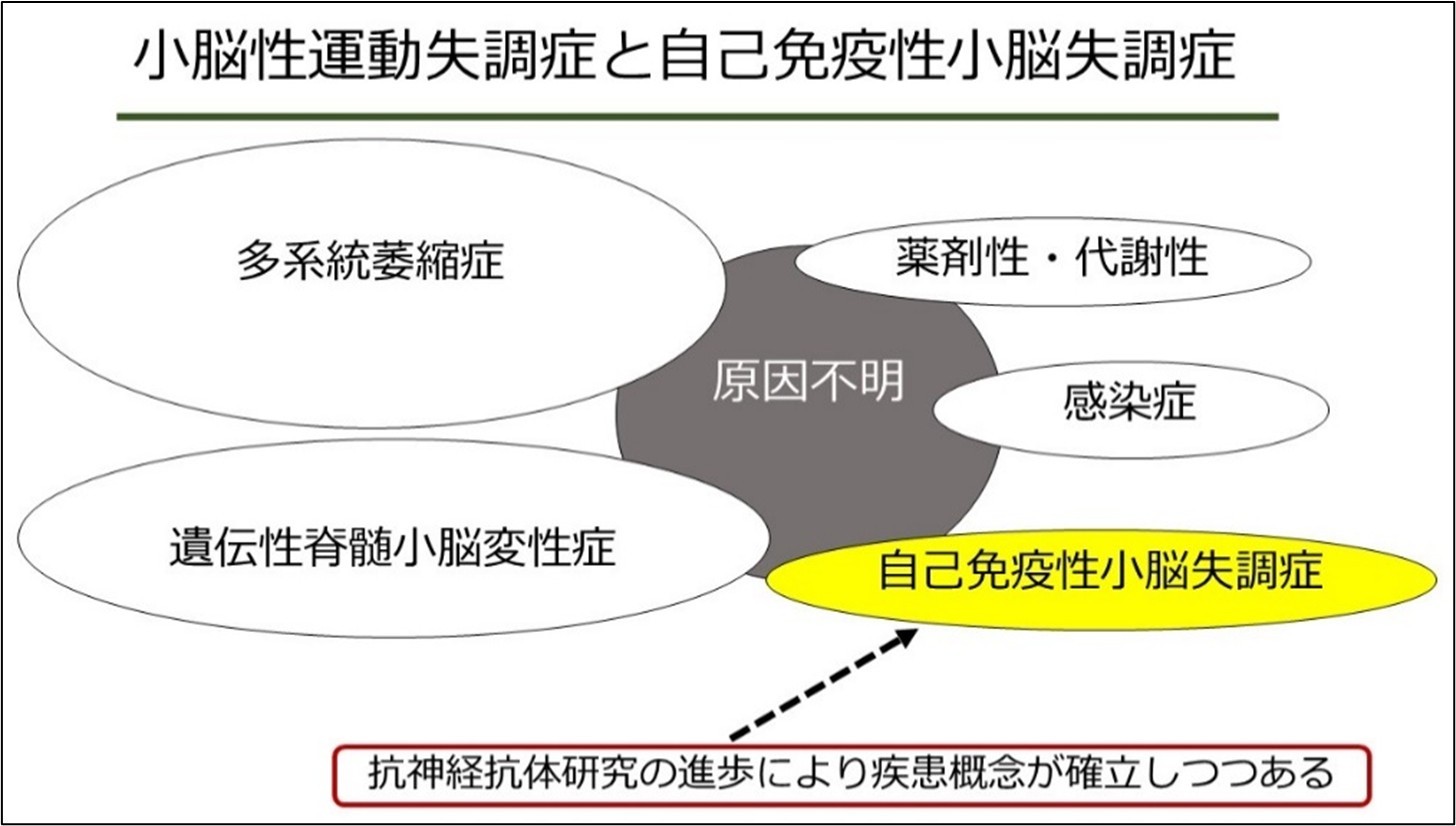 わが国で初めてKLHL11抗体測定系の確立に成功～原因不明の小脳性運動失調症の診断と治療への貢献に期待～