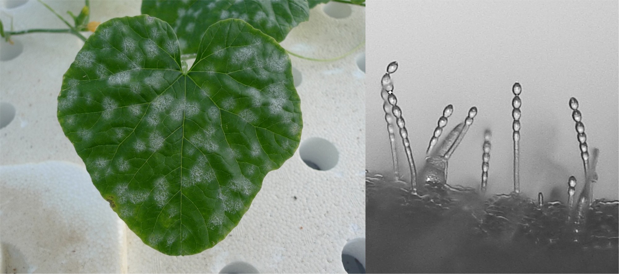 世界初！　静電気技術を用いてうどんこ病菌の農薬耐性を評価　農薬耐性を示すうどんこ病菌の新たな評価法への応用に期待