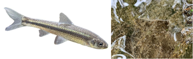 琵琶湖の重要水産魚種「ホンモロコ」の産卵環境を科学的に解明　産卵に配慮した湖の水位操作によるホンモロコの資源回復に期待