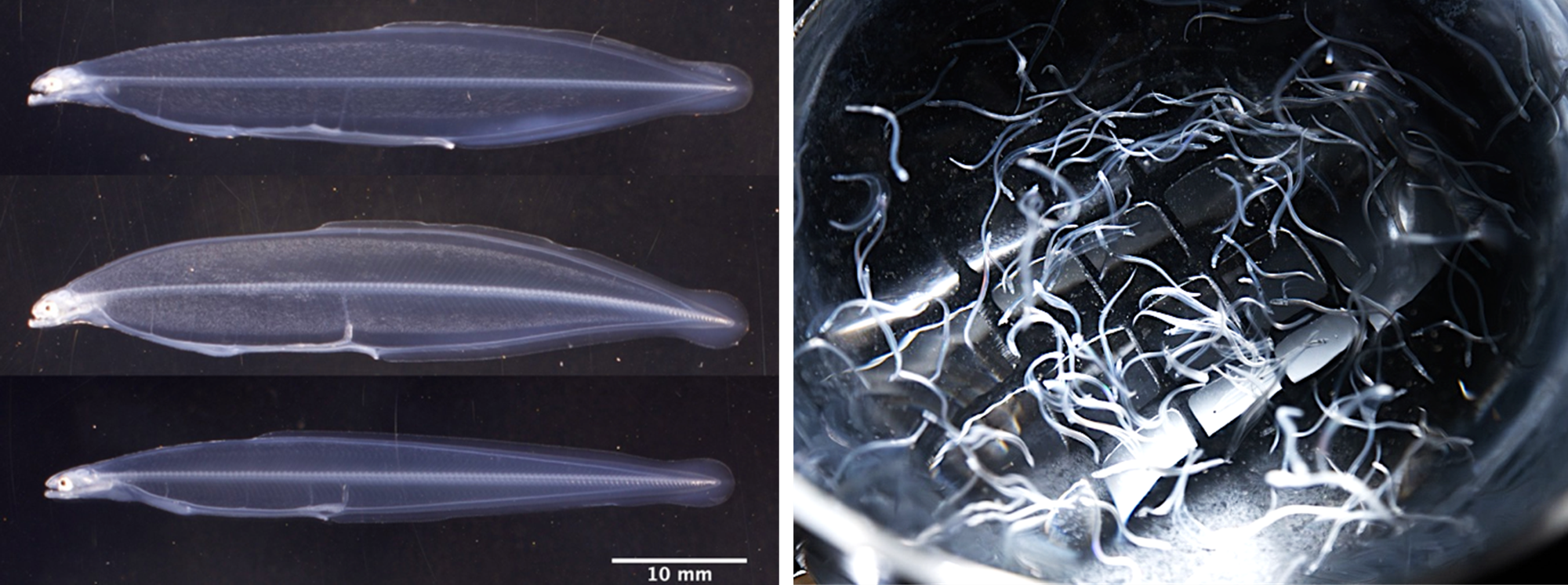 ウナギ仔魚用のオリジナル飼料を産学連携で開発　鶏卵黄を含まない飼料で完全養殖のニホンウナギ稚魚の生産に成功