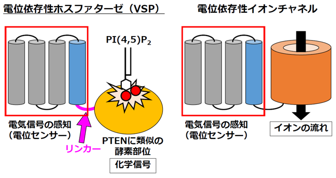 がんを防ぐ仕組みが精子の運動にも関与する？　―精子に必須の酵素VSPを脂質が制御するメカニズム―