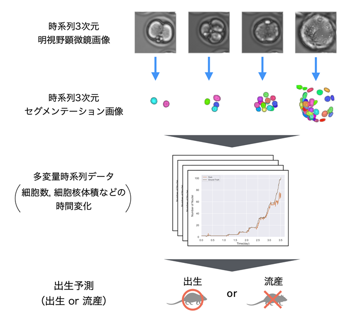 生まれる可能性の高い受精卵を81.63％の精度で予測するAI開発に成功　－体外受精の成功率向上に寄与－