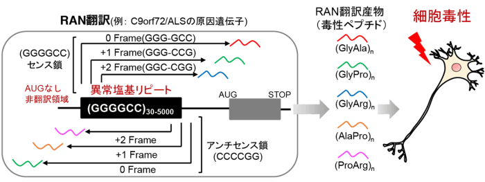 神経変性疾患に関わる異常なタンパク質合成を制御する仕組みを解明　－異常なタンパク質合成の仕組みに迫り、新たな治療戦略の可能性を提示－