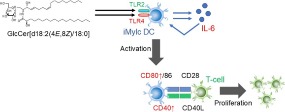 オリザセラミド&reg;の免疫賦活メカニズムを樹状細胞で解明　-オリザ油化と近畿大学の産学連携研究を論文発表-