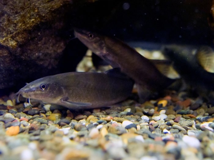 天然記念物アユモドキの凍結精子から人工繁殖・成育に成功　環境省近畿地方環境事務所が近畿大学大学院生に感謝状を贈呈