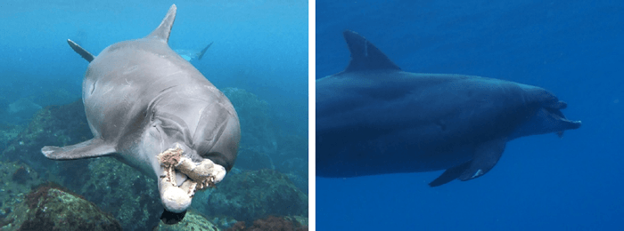 驚異の生命力! 上顎の大半を失った野生イルカ　2年間にわたり水中で行動を観察し、生活の維持を確認