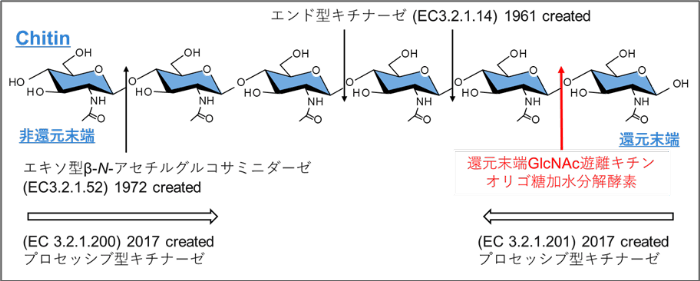キチンを分解する新しいタイプの酵素「MoChia1」を発見　イネの重大な病害「いもち病菌」の感染を防ぐ薬剤の開発に寄与