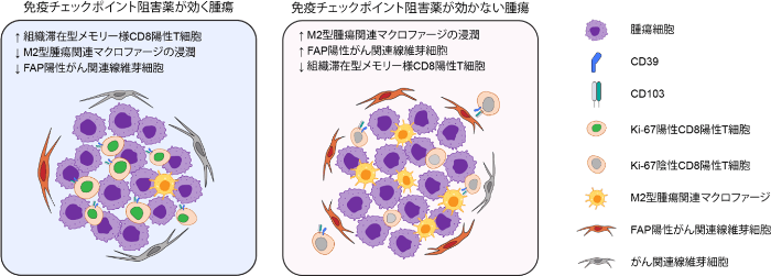 世界初の細胞環境解析により肺がん免疫療法の耐性因子を解明　耐性因子を標的とする難治性肺がんの新たな治療法開発に期待