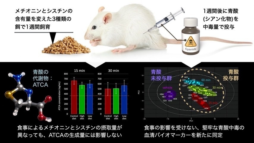 青酸中毒の痕跡を見逃さない　食事の影響を受けにくい、青酸の新たなバイオマーカーを同定