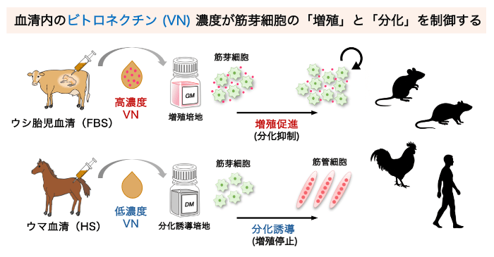筋芽細胞の増殖を維持・促進させる細胞外マトリクス機構を発見　筋再生医療や培養肉、サルコペニア研究への応用に期待