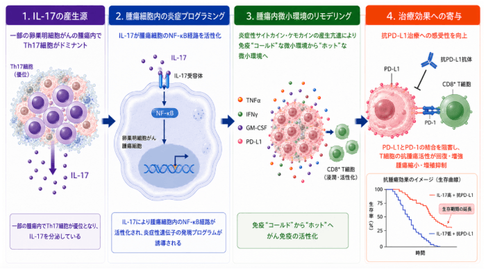 治療が難しい卵巣がんで免疫療法が「有効なタイプ」を発見　「IL-17」による効果予測で個別化医療の実現に期待