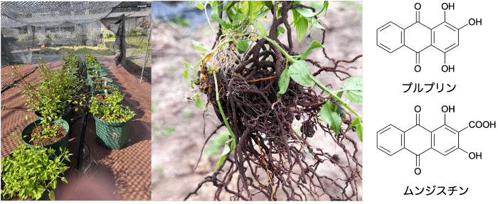 植物染料「ニホンアカネ」から皮膚の老化や炎症を防ぐ成分を特定　肌トラブル改善につながる機能性素材への応用に期待