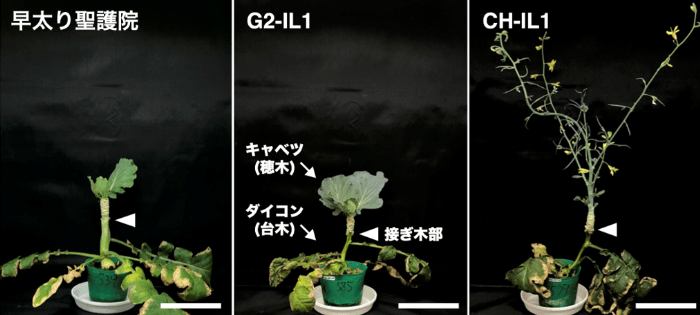 雑草ダイコンに由来する自然変異が、接ぎ木相手の開花を後押し　～「GRAFT法」用台木の開発で新品種育成の加速に期待～