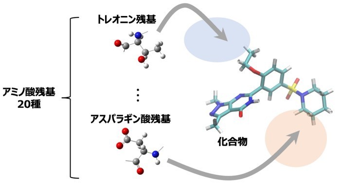 薬剤耐性菌の制圧に向けた創薬の新展開　―アミノ酸マッピングによる新規阻害剤の効率的合成―
