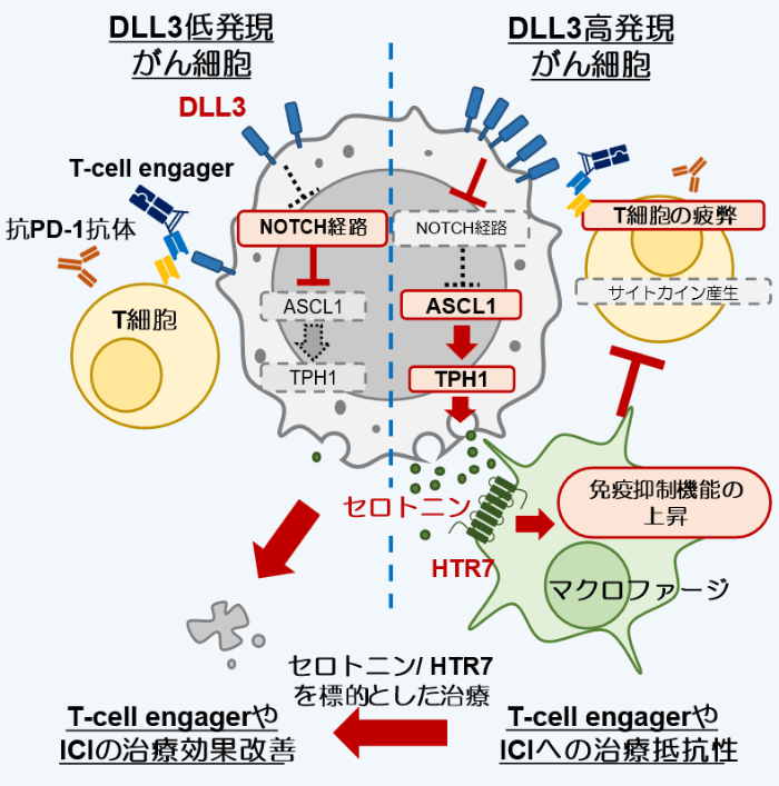 肺神経内分泌がんがセロトニンを利用して抗腫瘍免疫応答を抑える仕組みを解明　―免疫療法への治療抵抗性の克服につながることが期待―