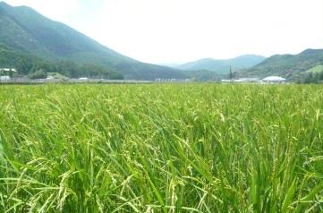中学生が熊野川町で稲刈りを体験　地域の文化や自然を学ぶ「ふるさと教育」を実施　附属新宮中学校