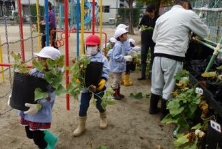 サツマイモポット鉢栽培の苗植付けと栽培授業開催　福島県川俣町の保育園・幼稚園・小学校にて