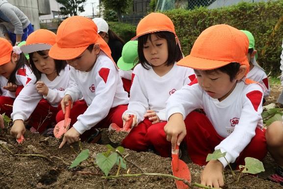 園児が植えたサツマイモの収穫体験　自然や食べ物への興味・関心を高める