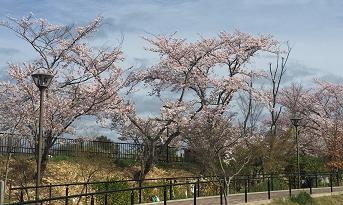 小学校で満開の桜を鑑賞　「桜の校庭開放」で地域住民が春の訪れを感じる機会に