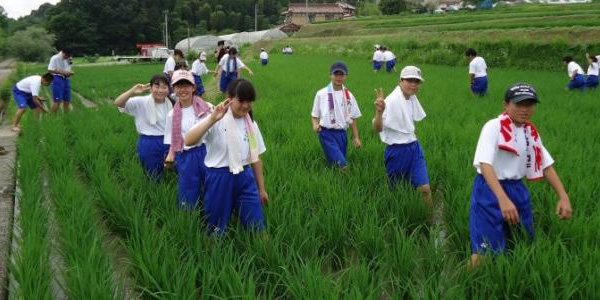稲作実習で除草作業を体験　地域とのつながり、感謝の気持ちを育てる総合学習