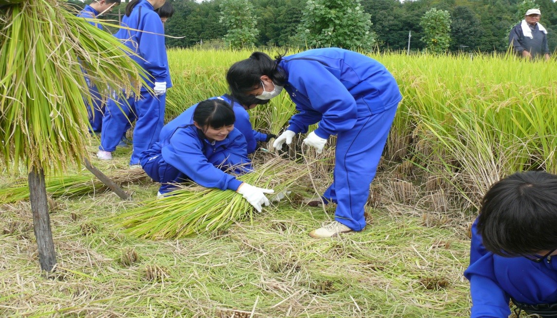 中学生が稲作実習で稲刈りを体験　地域とのつながり、感謝の気持ちを育てる総合学習