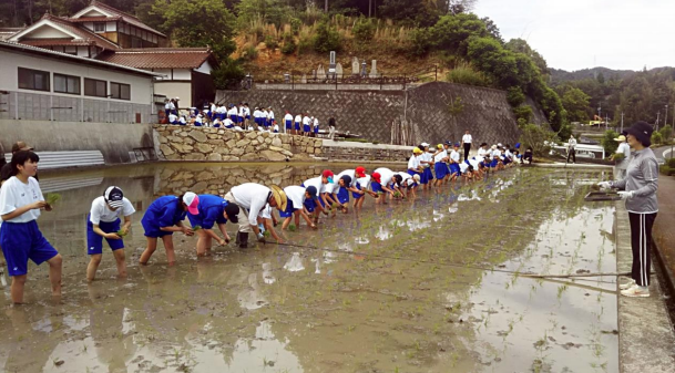 稲作実習で田植え作業を体験　地域とのつながり、感謝の気持ちを育てる総合学習