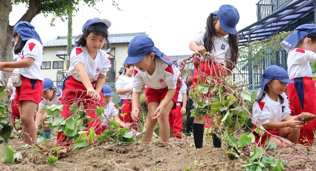 近大九州短大附属幼稚園の園児がサツマイモの収穫を体験　農家の方や食べ物への感謝の気持ち、自然への興味を育む