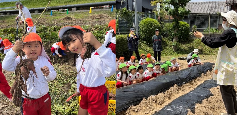 近大九州短大附属幼稚園の園児がサツマイモ収穫を体験　自然への興味、食べ物への感謝の気持ちを育む