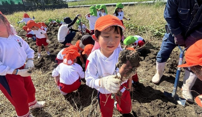 近畿大学九州短期大学附属幼稚園の園児がサツマイモ収穫を体験　実りの秋を感じながら、「食」と「自然」について学ぶ