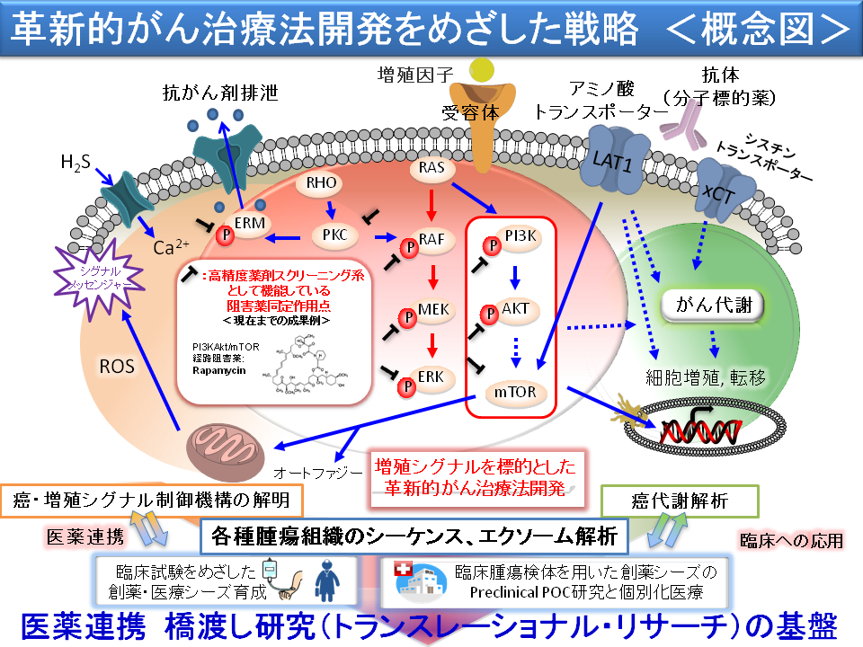 革新的がん治療をめざした戦略＜概念図＞