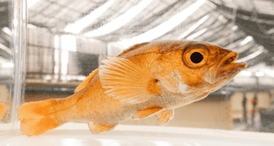 近畿大学産がのとじま臨海公園水族館の復興を支援　震災を乗り越えた「奇跡のノドグロ」3歳魚約50尾を展示開始