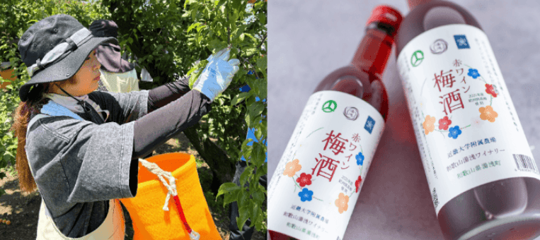 近畿大学附属湯浅農場産の南高梅を使用した「赤ワイン梅酒」　数量限定販売、湯浅町のふるさと納税返礼品としても提供