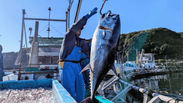 鹿児島県瀬戸内町のふるさと納税返礼品として奄美大島で完全養殖した近大マグロを丸ごと1尾提供！