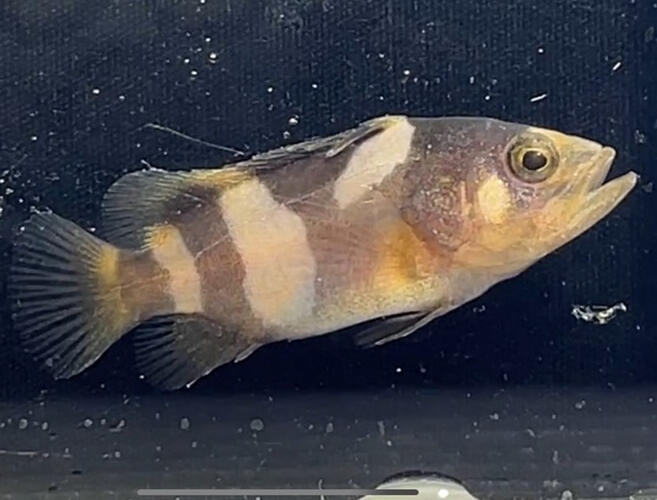 絶滅危惧種タマカイの採卵と人工ふ化に成功！　奄美海域では初の成果