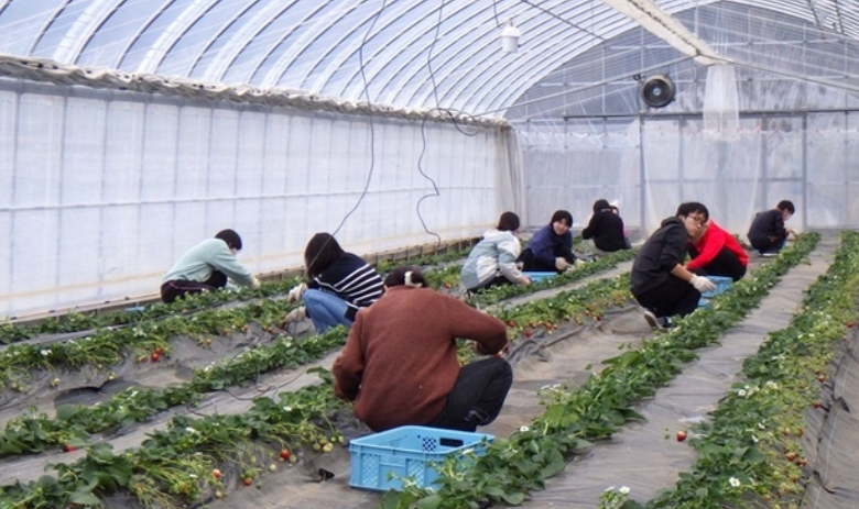農学部生が栽培した近大ICTイチゴを数量・期間限定で発売　産学連携でイチゴ栽培と販売のノウハウを学ぶ