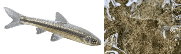 琵琶湖の重要水産魚種「ホンモロコ」の産卵環境を科学的に解明　産卵に配慮した湖の水位操作によるホンモロコの資源回復に期待