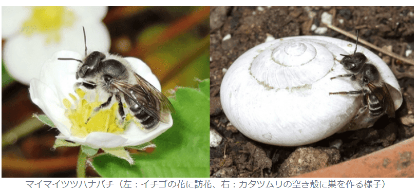 カタツムリの空き殻に巣を作るマイマイツツハナバチの生態を解明　新規巣材を開発することで授粉昆虫としての農業利用に期待