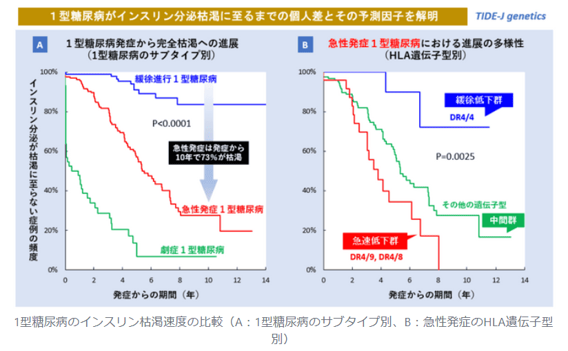 1型糖尿病患者のインスリン枯渇に関わる遺伝子を解明　14年間の経年調査によりインスリン枯渇速度の個人差を確認