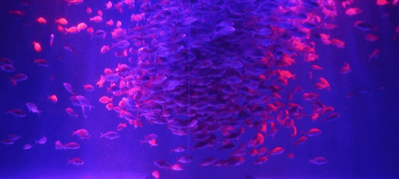 震災復興支援、近畿大学産マダイ稚魚をのとじま水族館に無償提供　群泳ショー「マダイの音と光のファンタジア」を開催