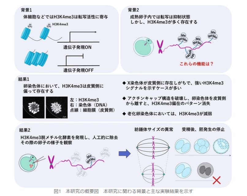卵子染色体の正常性維持におけるヒストン修飾の新たな役割を解明　～ヒストン修飾H3K4me3は卵染色体や紡錘体の安定性を制御する～