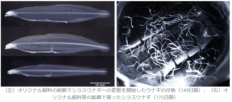 ウナギ仔魚用のオリジナル飼料を産学連携で開発　鶏卵黄を含まない飼料で完全養殖のニホンウナギ稚魚の生産に成功