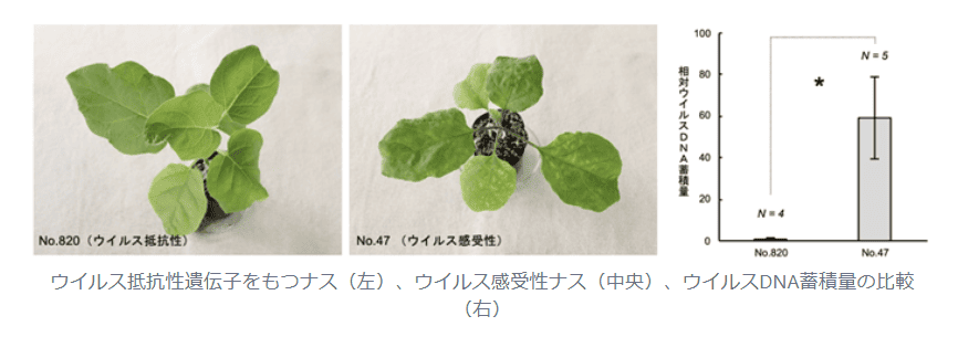 世界初！ 新しいウイルス抵抗性遺伝子をナスから特定　世界中の農作物のウイルス病被害低減に繋がる成果