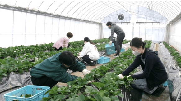 アドベンチャーワールドの動物糞を堆肥化して農業分野へ有効活用　近大農学部生がその堆肥を活用して栽培したイチゴを初収穫