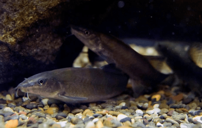 天然記念物アユモドキの凍結精子から人工繁殖・成育に成功　環境省近畿地方環境事務所が近畿大学大学院生に感謝状を贈呈