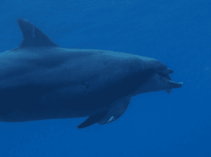 驚異の生命力! 上顎の大半を失った野生イルカ　2年間にわたり水中で行動を観察し、生活の維持を確認