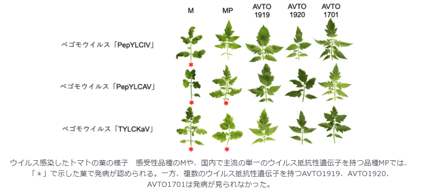 トマトの「黄化葉巻病」への耐性を強化する方法を発見　世界的問題であるトマトのウイルス被害と農薬過剰投与の防止に貢献